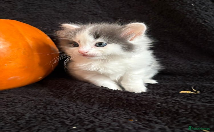 Ragdoll cats - Advert 2