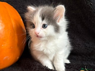 Ragdoll cats for sale - Advert 1