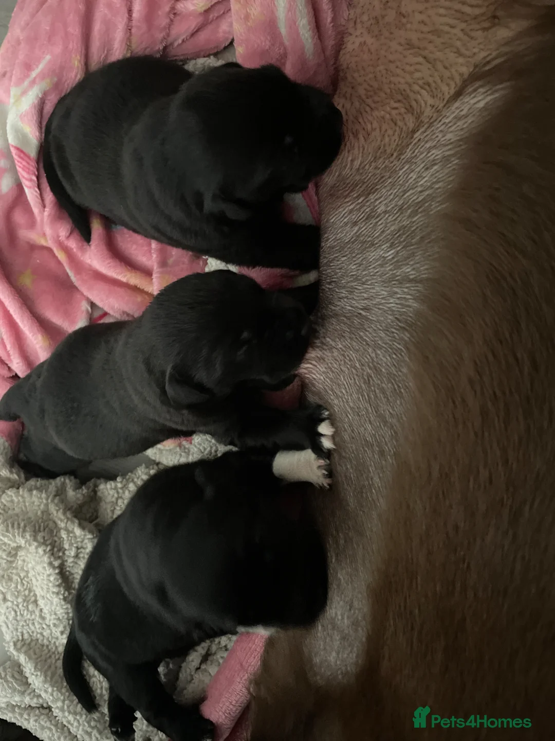 Borador dogs for sale: 3 borador puppies for sale. 2 female 1 male in Ebbw Vale - Advert 2