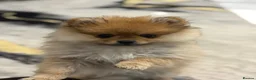 Pomeranian dogs for sale: Miniature Pomeranian  in Basildon - Advert 7