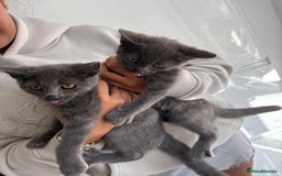 Mixed Breed cats for sale: 2 Grey Kittens  - Image 1