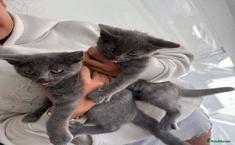 Mixed Breed cats - Advert 2