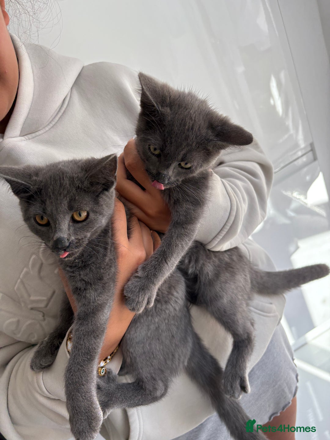 Mixed Breed cats for sale: 2 Grey Kittens  - Image 1