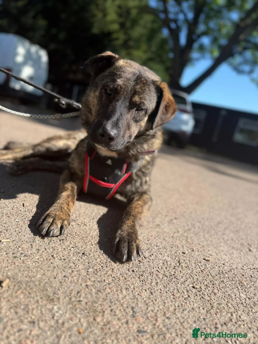 Mixed Breed dogs for sale: Adopt beautiful Bertie !!!  in Esher - Advert 6