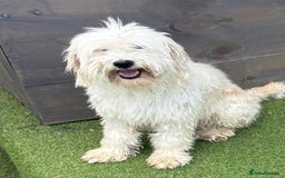 Schnoodle dogs for sale: Schnoodles  - Image 22
