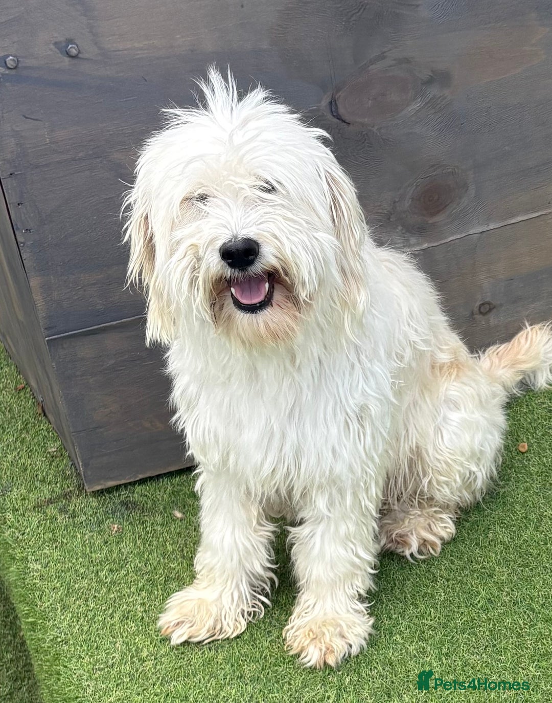 Schnoodle dogs for sale: Schnoodles  - Image 22