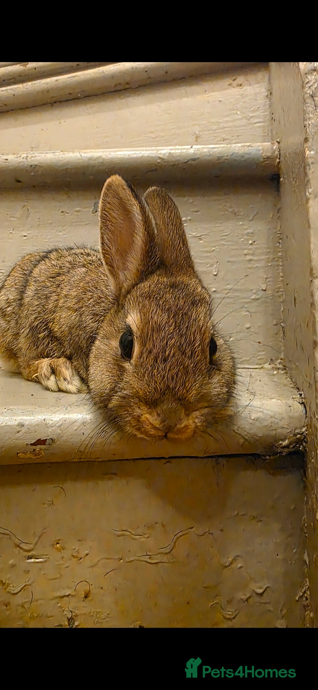 Netherland Dwarf rabbits for sale: Beautiful Bonded Pair of Netherland dwarf Bunnies  - Advert 5