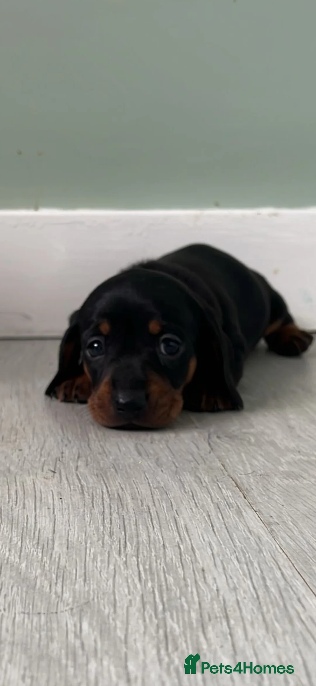 Miniature Dachshund dogs for sale: Beautiful Miniature Dachshund Puppies  - Advert 12