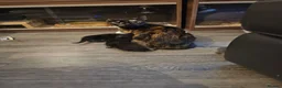 Mixed Breed cats for sale: 4 stunning kittens - Advert 2