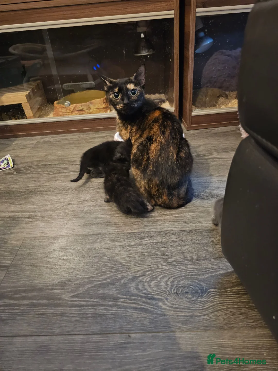Mixed Breed cats for sale: 4 stunning kittens - Advert 2