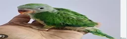 Ringnecks birds for sale: Wanted indian ringneck green parrot  - Advert 1