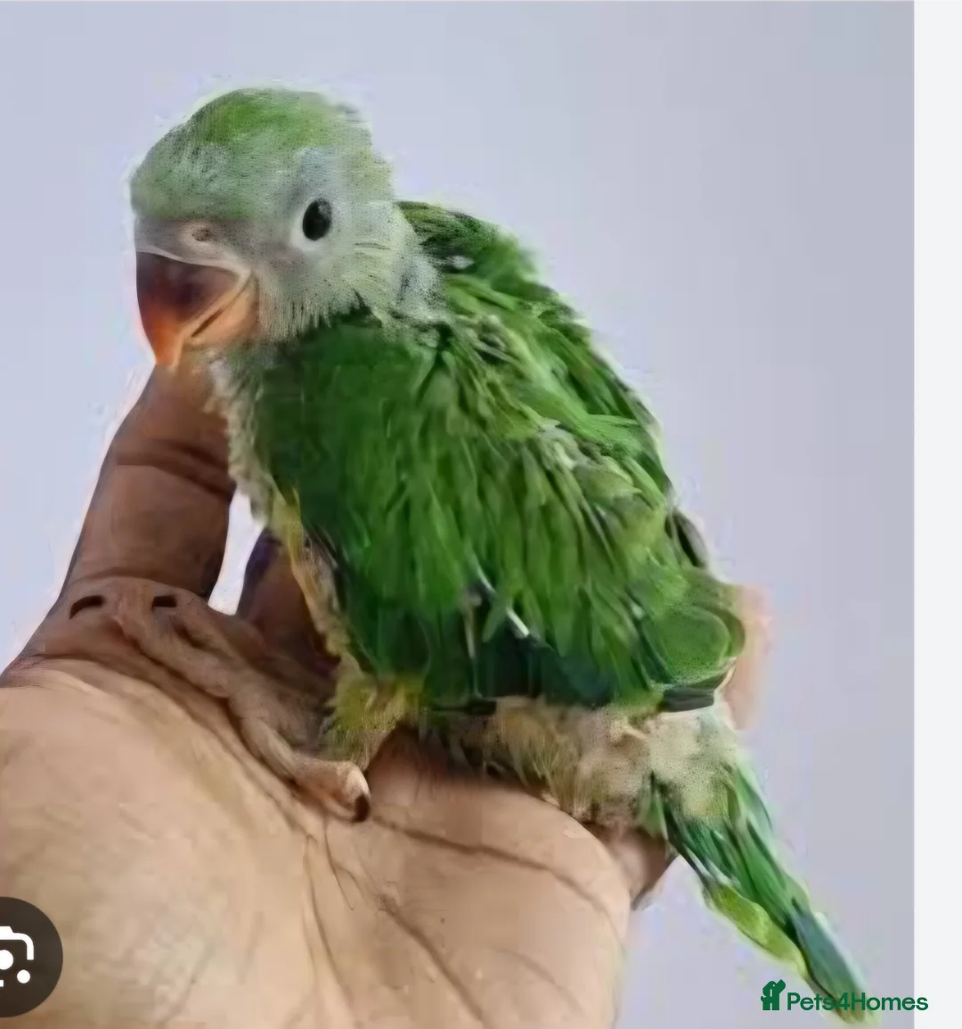 Ringnecks birds for sale: Wanted indian ringneck green parrot  - Advert 1