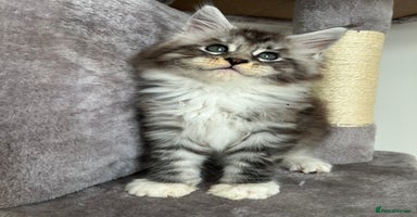 Maine Coon cats - Advert 4