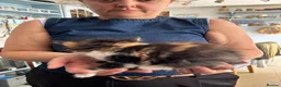 Mixed Breed cats for sale: Cute mixed breed kittens in Sheffield - Advert 10