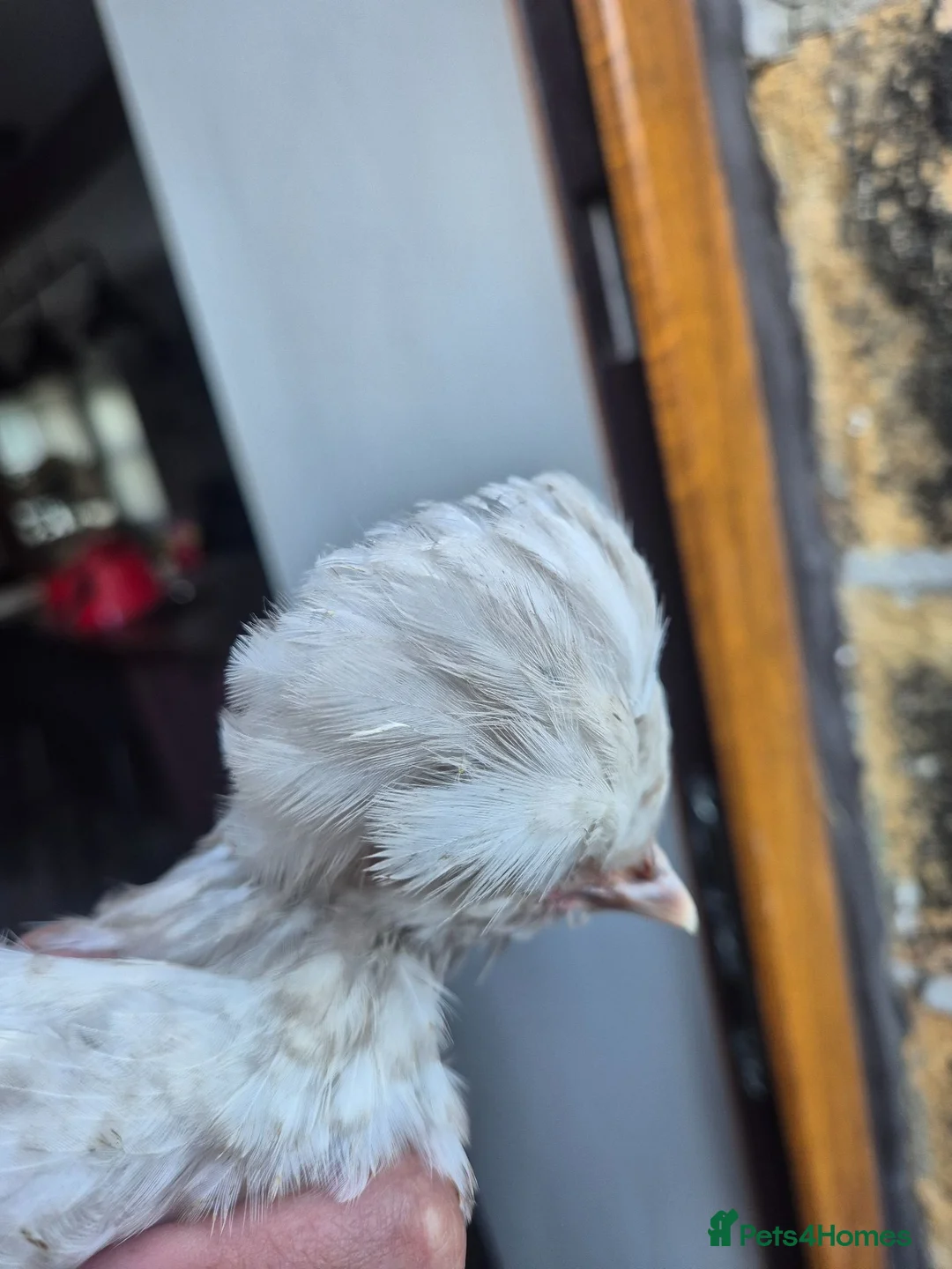 Chickens poultry for sale: Free polish cockrell  in Keighley - Advert 5
