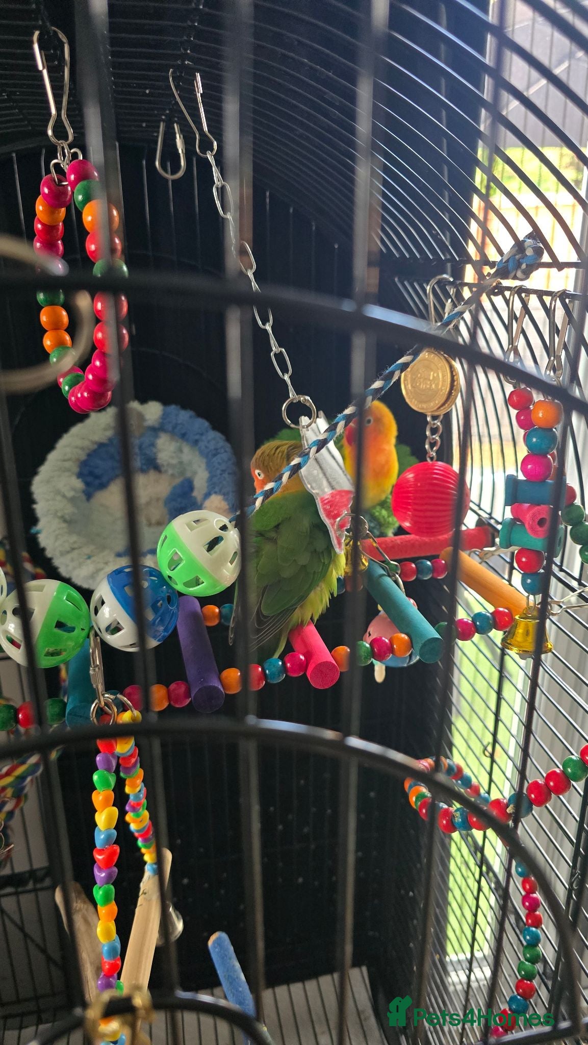 Lovebirds birds Love birds 🐦  - Advert 1