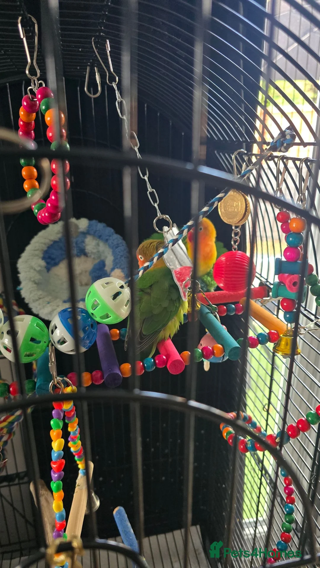 Lovebirds birds for sale: Love birds 🐦  in Luton - Advert 1