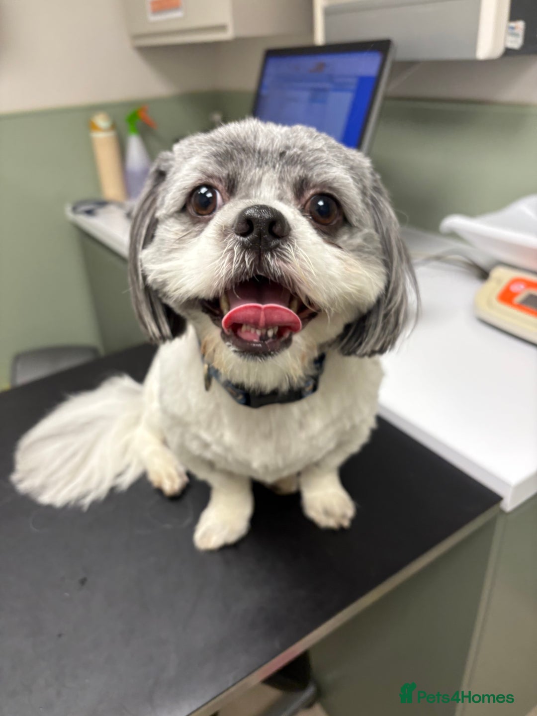 Shih Tzu dogs for sale: Teddy the shihtzu looking for good home  - Image 7