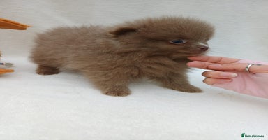 Pomeranian dogs - Advert 12