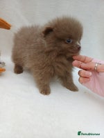 Pomeranian dogs - Advert 14