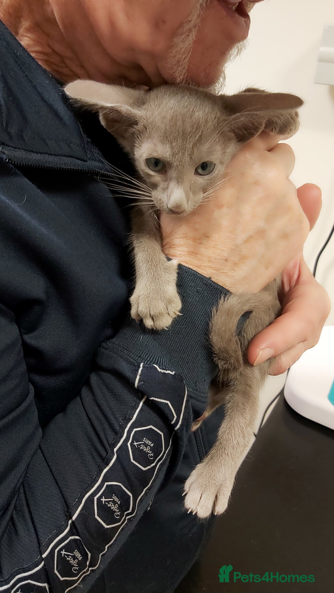 Oriental cats for sale: Full Pedigree Oriental 1 Kitten XL size ears GCCF - Advert 4