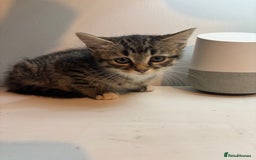 Mixed Breed cats for sale: Loving homes needed! - Advert 6