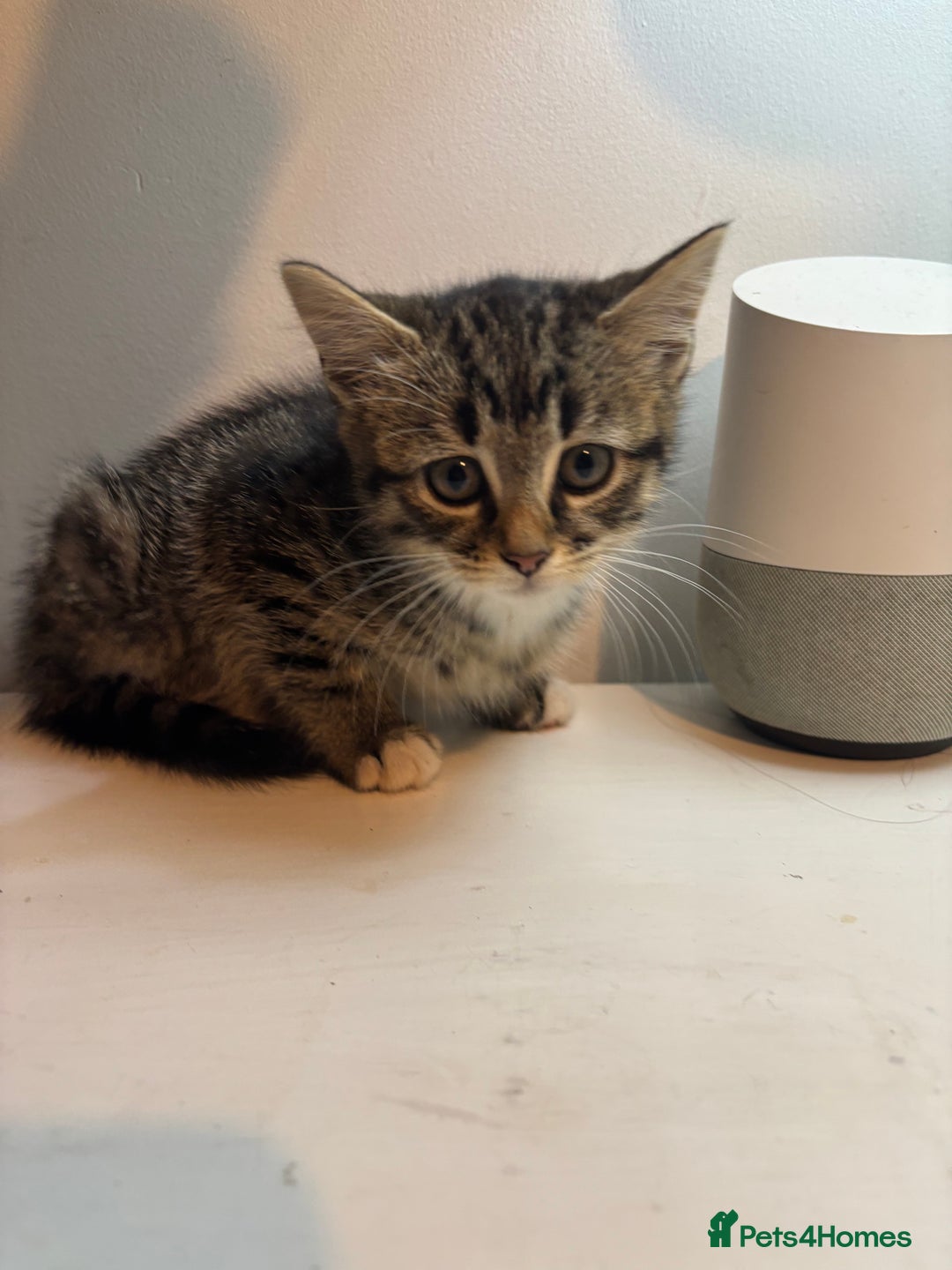 Mixed Breed cats for sale: Loving homes needed! - Advert 6