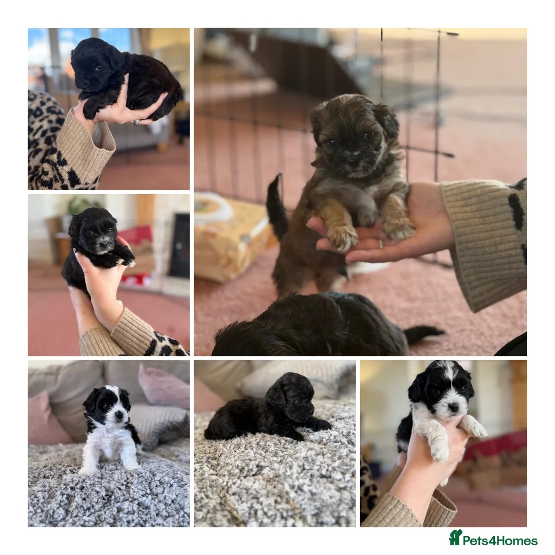 Mixed Breed dogs for sale: Malshi puppies (Shih Tzu x multi toy poodle)  - Advert 1