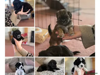 Mixed Breed dogs Malshi puppies (Shih Tzu x multi toy poodle) - Advert 1