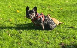 French Bulldog dogs for adoption: All Freddie wants for  **  is a forever home - Advert 3