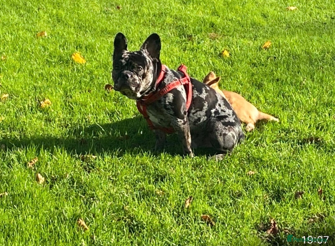 French Bulldog dogs for adoption: All Freddie wants for  **  is a forever home - Advert 3