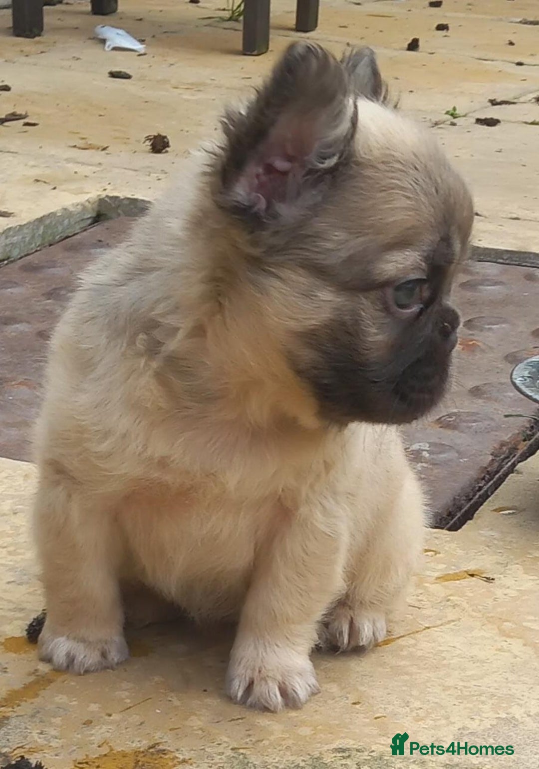 French Bulldog dogs for stud: New shade fluffy merle  in Sheffield - Image 29