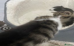 Mixed Breed cats for sale: Kitties - Image 13