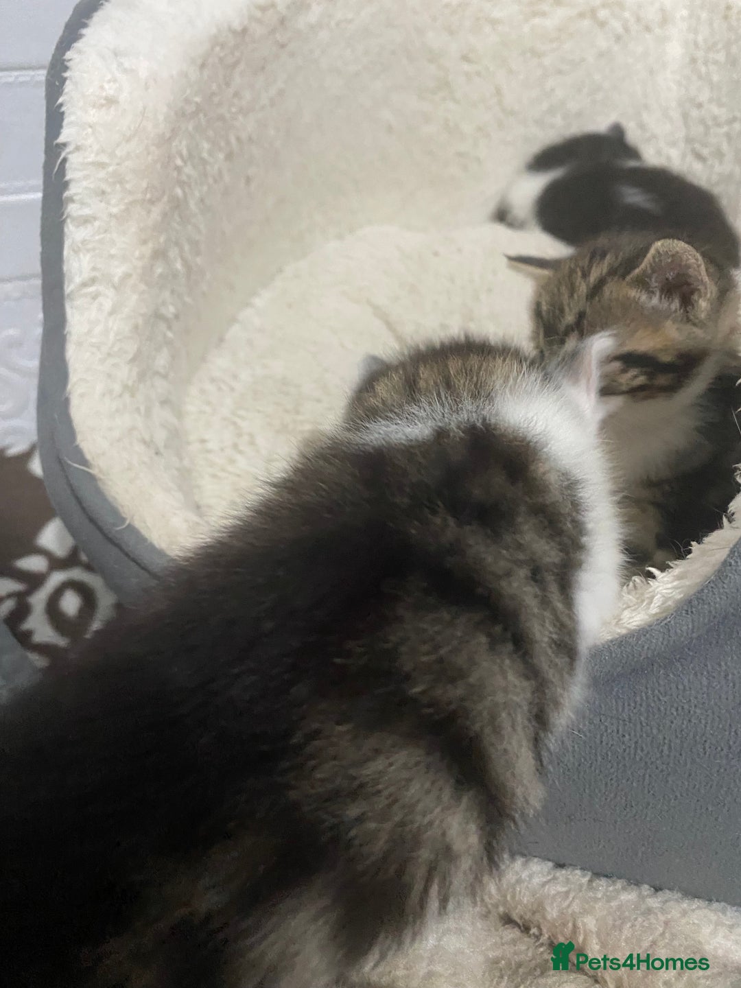 Mixed Breed cats for sale: Kitties - Image 13