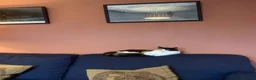 Mixed Breed cats for sale: Beautiful Kittens Seeking Loving Forever Homes  - Advert 16