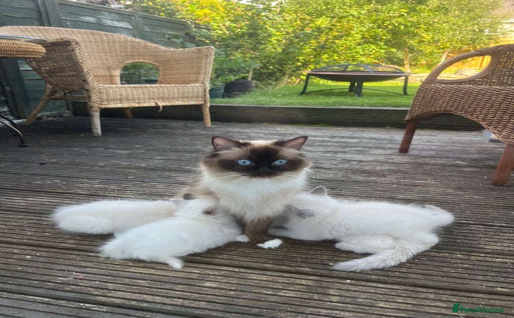 Ragdoll cats - Advert 10