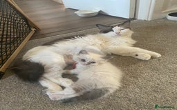 Ragdoll cats for sale: Gorgeous Bicolour Ragdoll kittens - Image 4