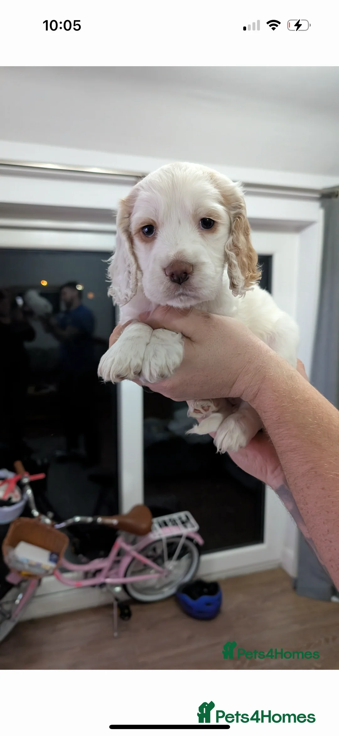 Cocker Spaniel dogs for sale: white cocker spaniel girl - Advert 3