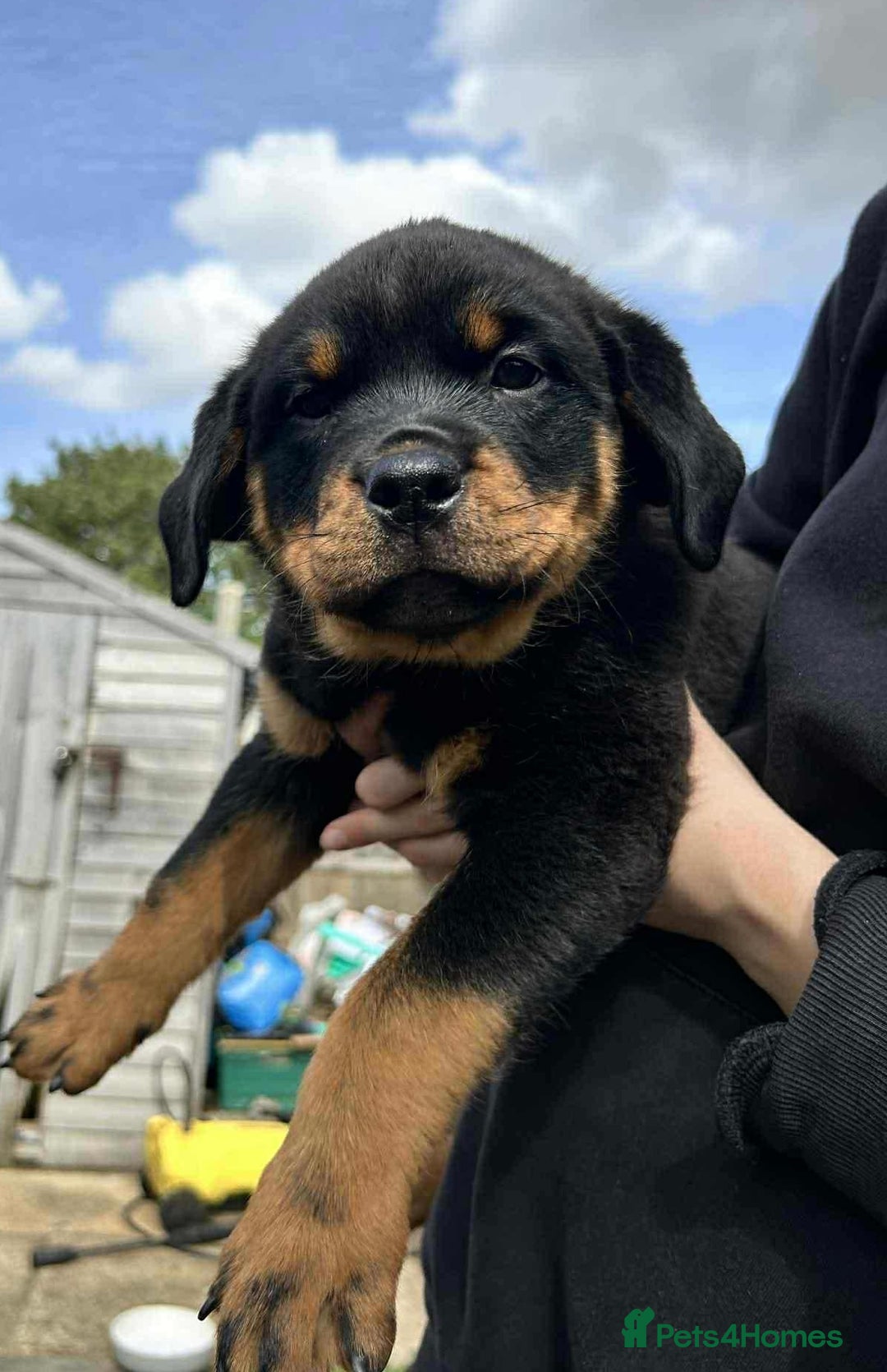Rottweiler dogs for sale: Rottweiler puppies  - Image 5
