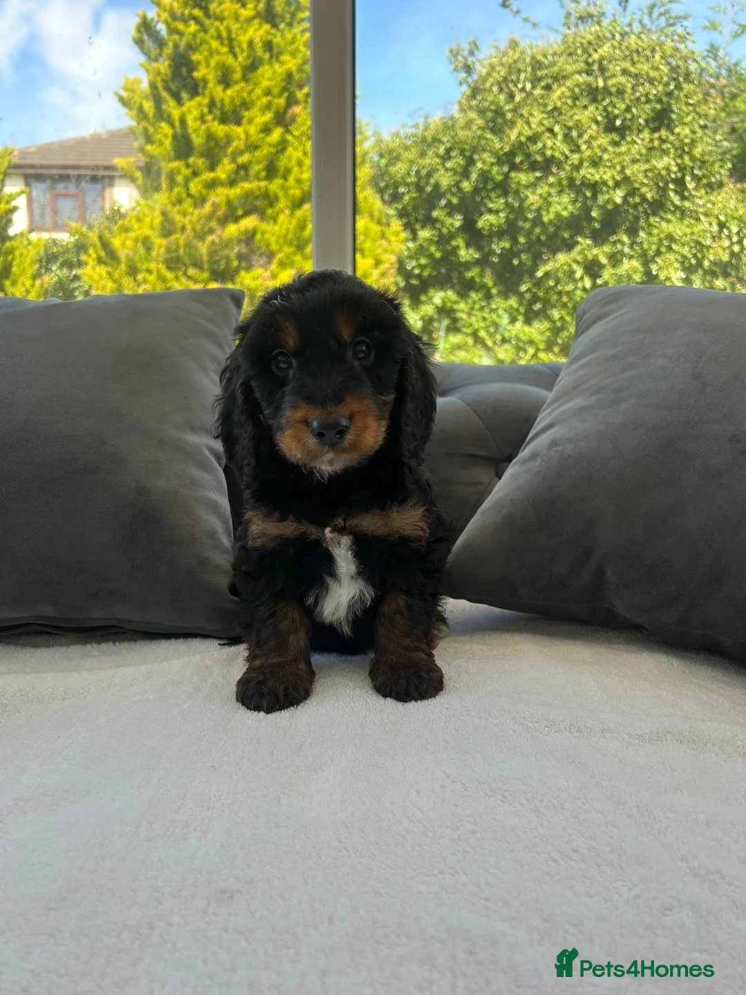 Cockapoo dogs for sale: F1 cockapoo puppies  - Advert 2
