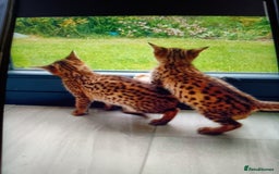 Savannah cats for sale: F3 savannah girls Tica reg  - Image 32