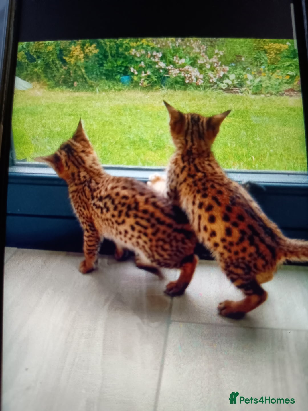 Savannah cats for sale: F3 savannah girls Tica reg  - Image 32