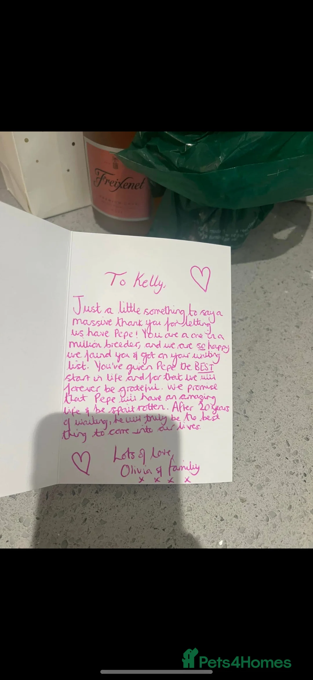 Cavapoo dogs for sale: Beautiful F1 Red Cavapoos- Health Tested - Advert 16