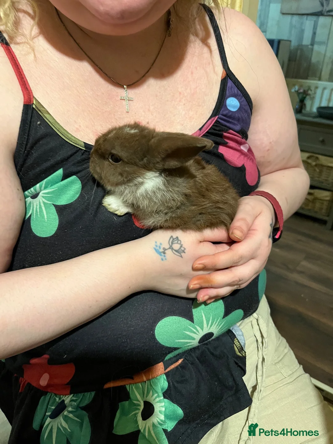 Netherland Dwarf rabbits for sale: Netherland Dwarf / Minilop - Advert 2