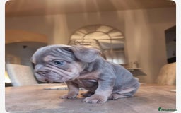 French Bulldog dogs for sale: Beautiful French bulldogs  - Image 4