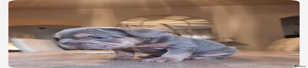 French Bulldog Puppy 1