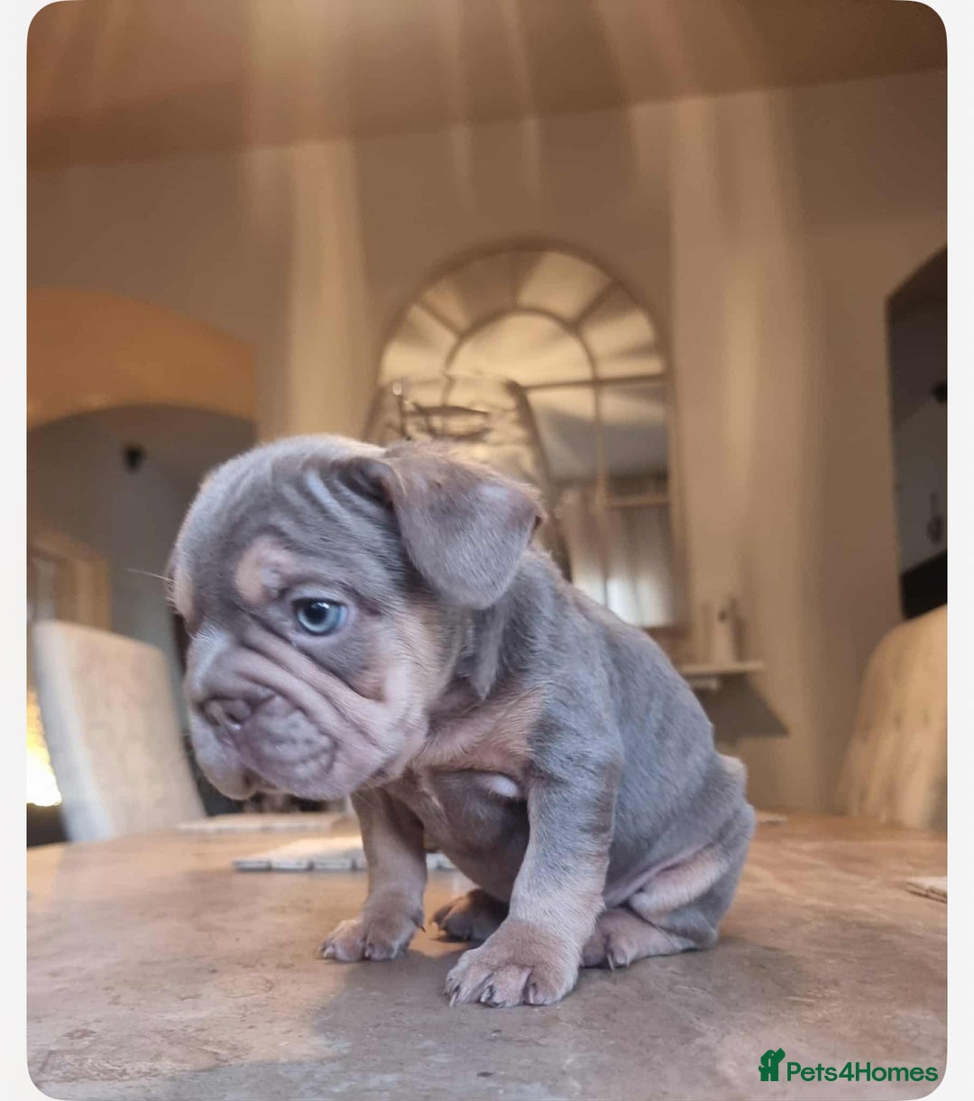 French Bulldog dogs for sale: Beautiful French bulldogs  - Image 4