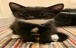 Mixed Breed cats for sale: 5 beautiful kittens for sale - Image 12