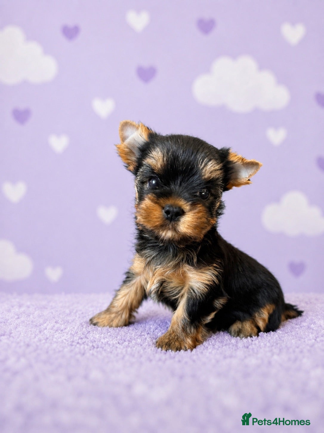 Yorkshire Terrier dogs ✨🐾 Outstanding Show Quality KC Yorkie Puppies 🐾✨ - Advert 2