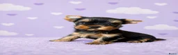 Yorkshire Terrier dogs for sale: ✨🐾 Outstanding Show Quality KC Yorkie Puppies 🐾✨ - Advert 2